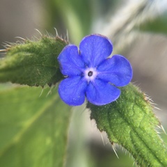 Pentaglottis sempervirens