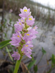 Pontederia sagittata