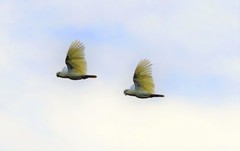 Red-Vented Cockatoo photo 3