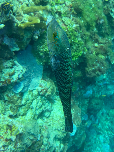 Hemigymnus melapterus