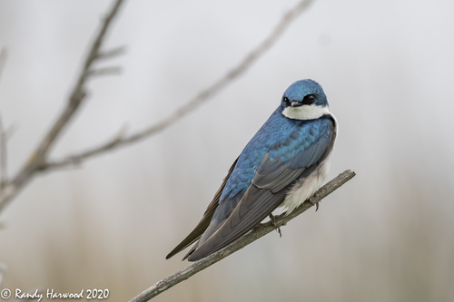 Tree Swallow, photo 9 of 10