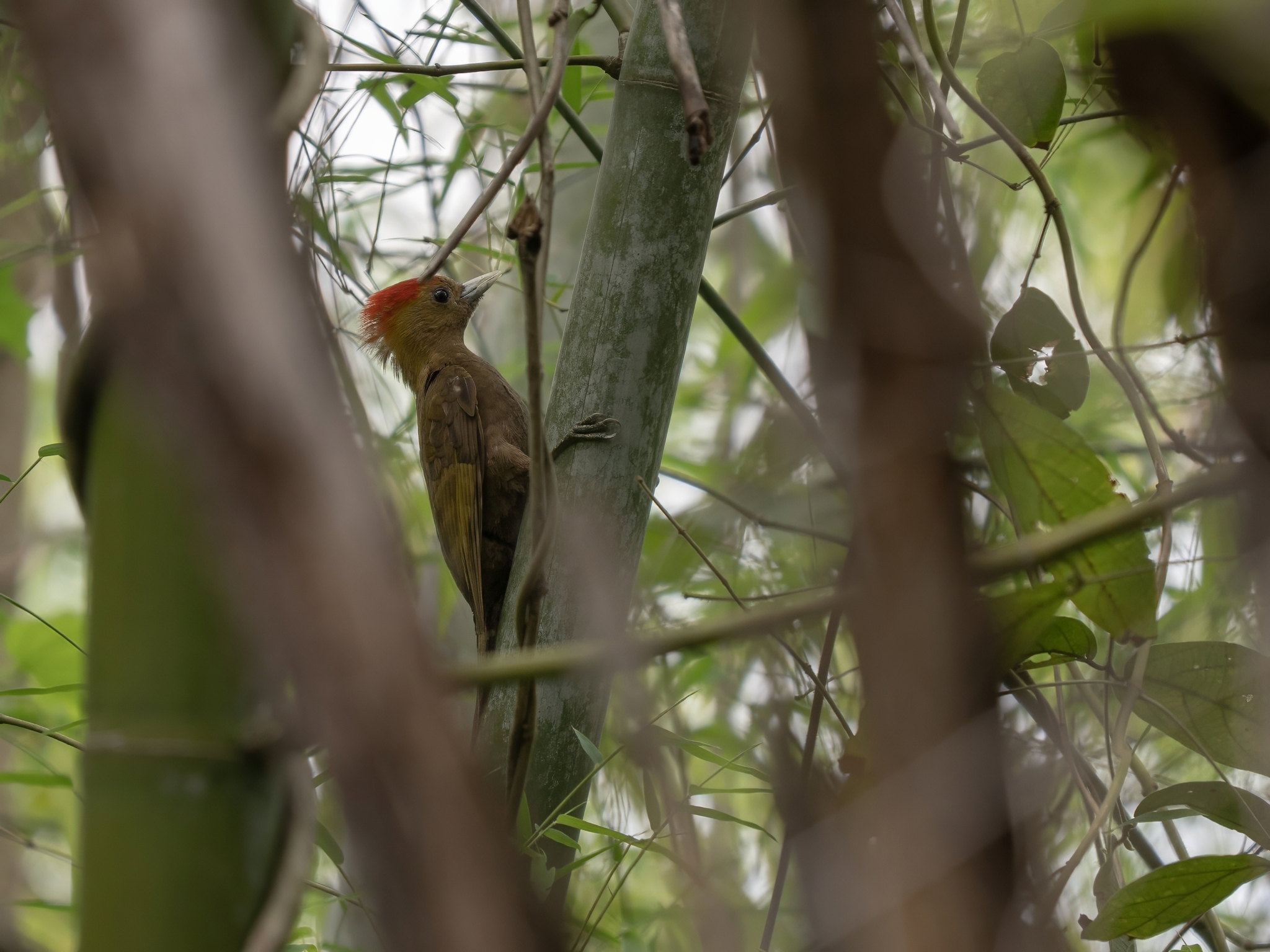 Bamboo Woodpecker (Gecinulus viridis), photo 10