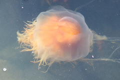 Cyanea fulva