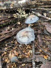 Cortinarius metallicus