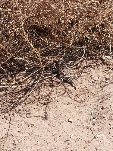 Texas Horned Lizard observed by felikstulip