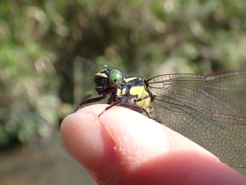 Trigomphus citimus tabei