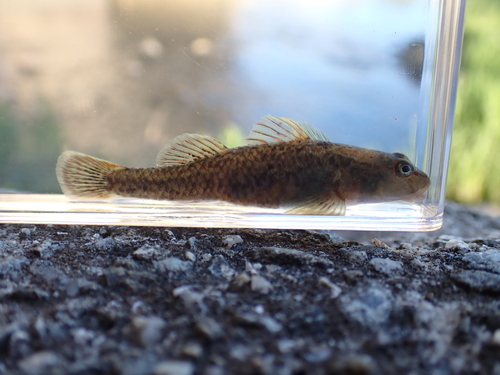 Lizard Goby