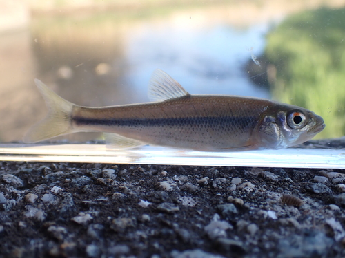 Japanese Dark Chub