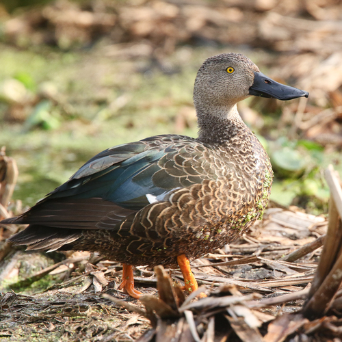 iNaturalist: (c) John Turner Cambridge, some rights reserved (CC BY-NC), uploaded by John Turner Cambridge iNaturalist image