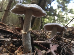 Cortinarius metallicus