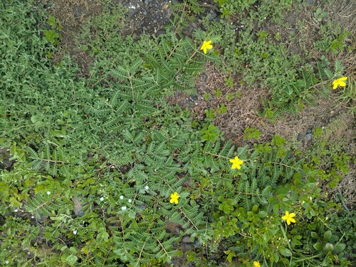 Tribulus cistoides observed 2026-04-13