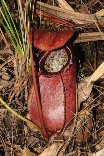 Nepenthes surigaoensis Elmer 3