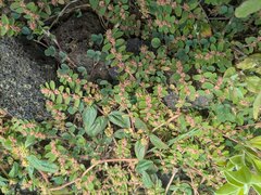 (c) Kevin Faccenda, some rights reserved (CC BY) Euphorbia thymifolia, photograph (c) Kevin Faccenda, some rights reserved (CC BY)