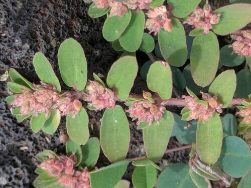 Euphorbia thymifolia, photograph 6