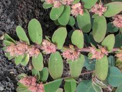 Euphorbia thymifolia, photograph (c) Kevin Faccenda, some rights reserved (CC BY)