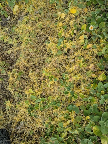 Cuscuta sandwichiana observed 2026-04-13