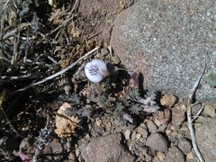 Adesmia quadripinnata