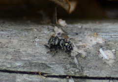 Phidippus putnami