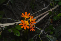 Epidendrum fulgens