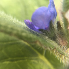 Pentaglottis sempervirens