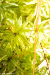 Atrichum altecristatum