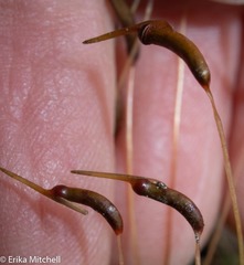 Atrichum altecristatum