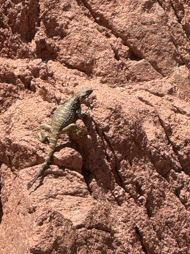 Egyptian Rock Agama