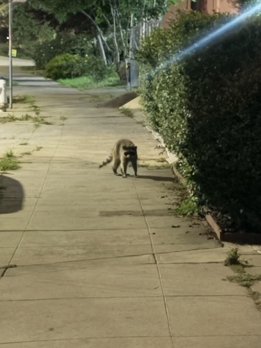 Common Raccoon observed by numberoneforager