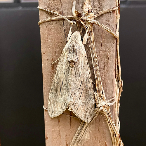 Convolvulus Hawkmoth