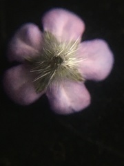 Pentaglottis sempervirens