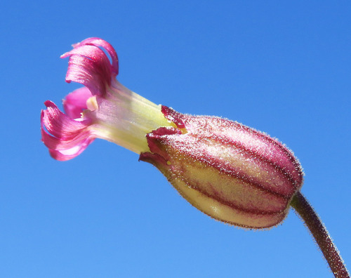 Silene grayi, 2026-05-05