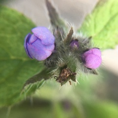 Pentaglottis sempervirens