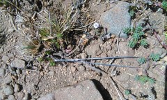 Adesmia quadripinnata