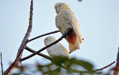 Red-Vented Cockatoo photo 2