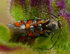 Neoheliodines vernius