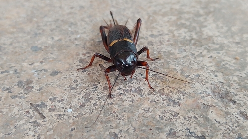 Southern Field Cricket