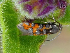 Neoheliodines vernius