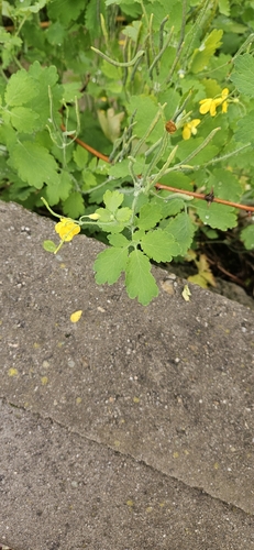 Greater celandine