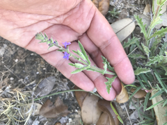 Verbena canescens