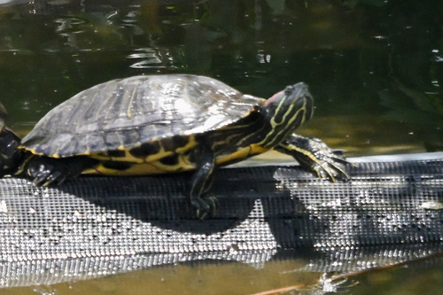 Trachemys scripta elegans