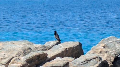 Hooded Crow
