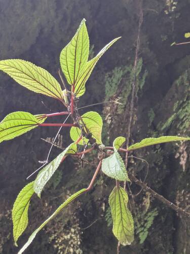Boehmeria grandis observed 2026-04-14