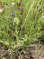 Castilleja attenuata