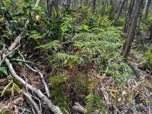 Hypolepis dicksonioides observed 2026-04-14