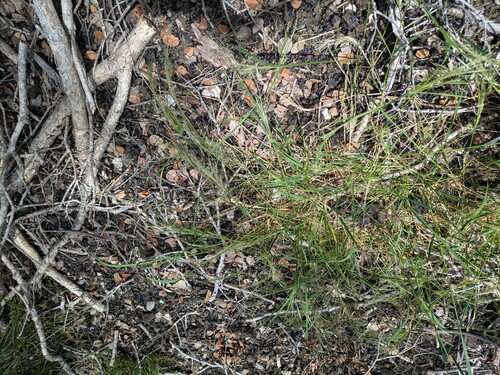 Lachnagrostis filiformis observed 2026-04-14