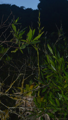 Vriesea