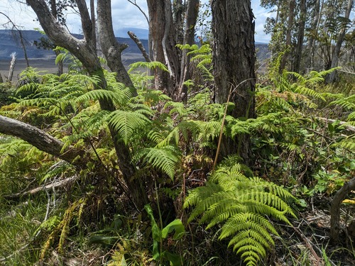 Hypolepis dicksonioides observed 2026-04-14