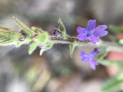 Verbena canescens