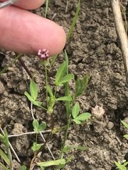 Trifolium depauperatum