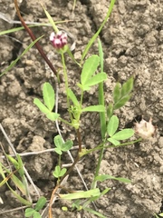 Trifolium depauperatum